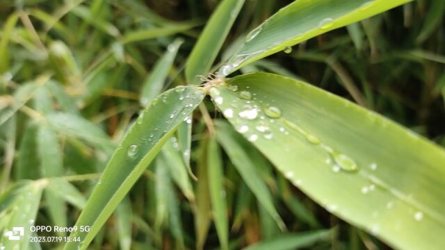 雨,是这个季节,唯一的主题……