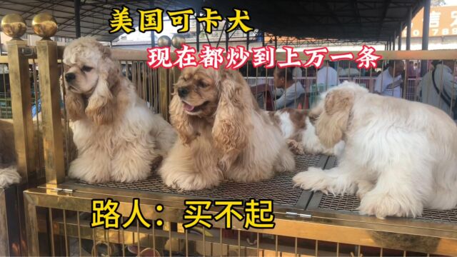 实拍全国最大狗市美国可卡犬,现在都炒到上万一条,路人:买不起