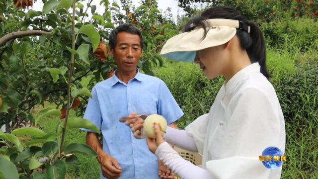 湖北蕲春县大同镇大桴村8万斤梨滞销急盼伸援手