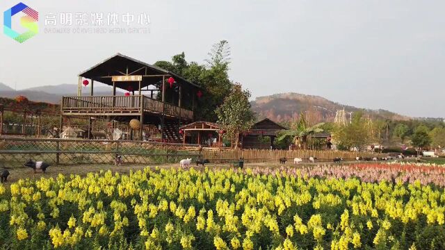 门票免费送!高明盈香生态园百花节震撼来袭,花海美哭你