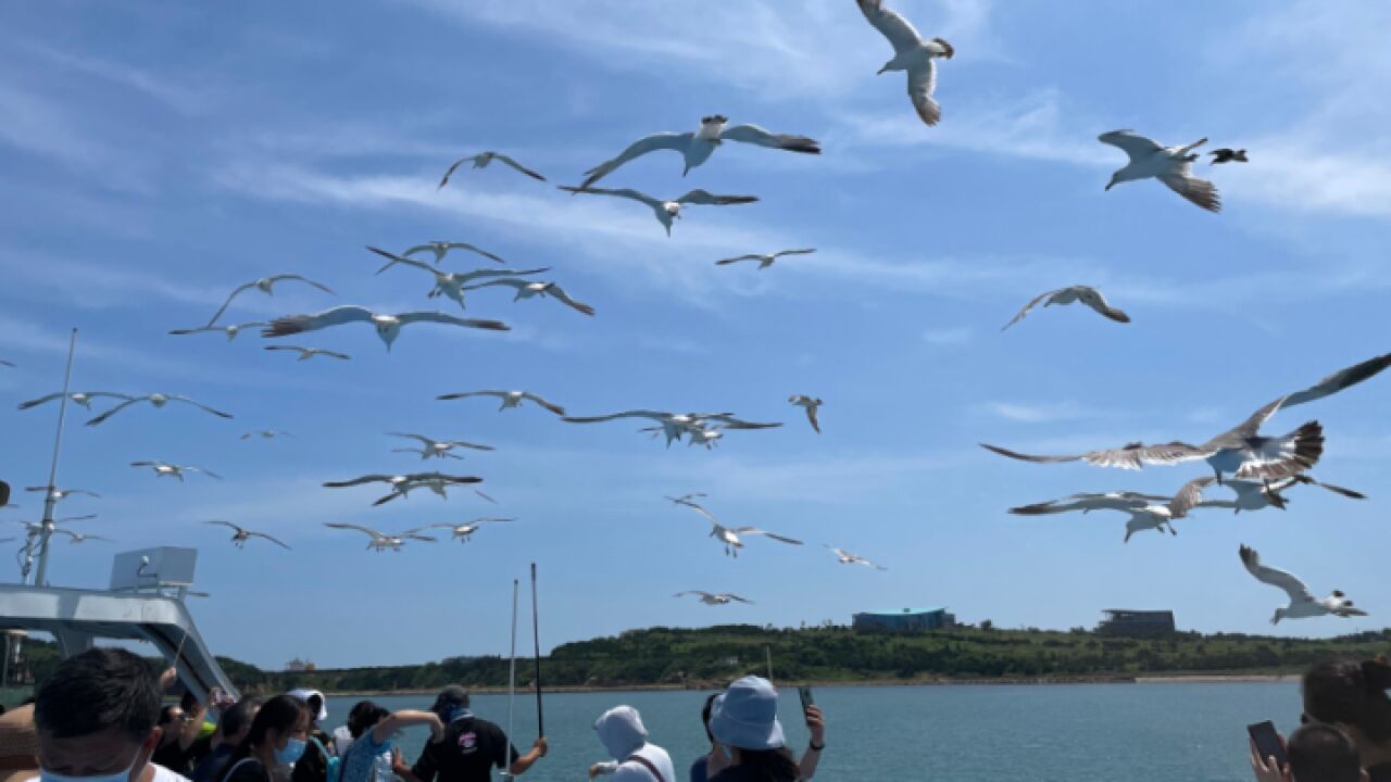 潮起最美海岸线:在威海刘公岛看蔚蓝大海,与海鸥亲密接触