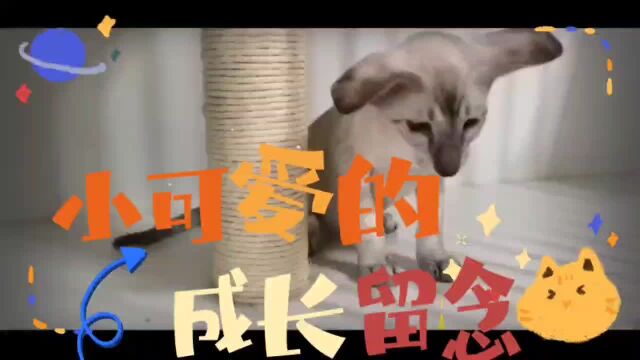 大耳朵萌宠 东方短毛猫