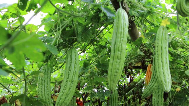 韶关浈江区供港蔬菜“抢鲜”上市,农户采收忙