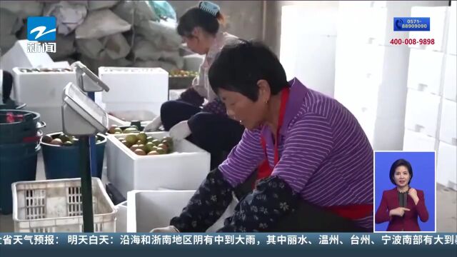 庆元:用科技力量助推高山番茄产业高质量发展