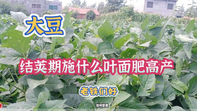 大豆结荚期用什么叶面肥?高产丰收