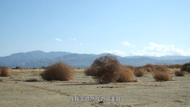 在美国被恨之入骨的植物,在我国居然成了美食,真是不可思议