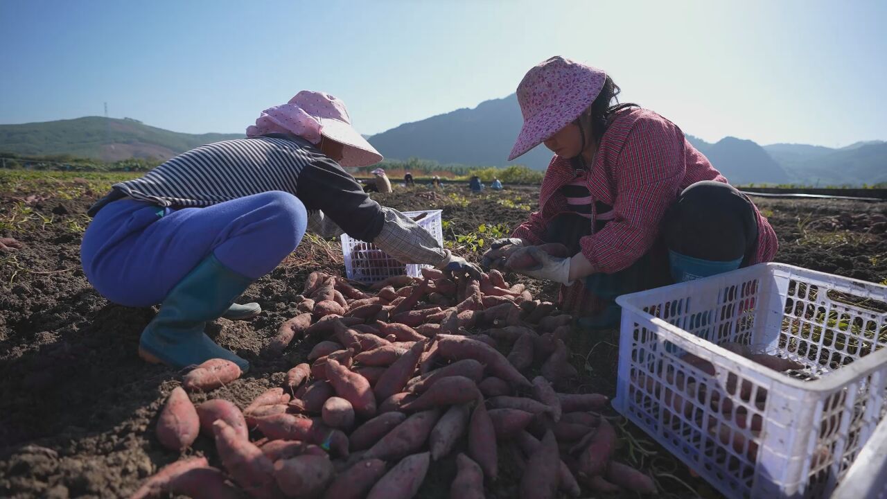 致富有“薯”光!韶关武江百亩龙归香蜜薯迎丰收