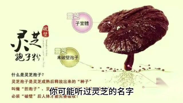 灵芝孢子哪些人不适合吃,哪些人不应该摄取灵芝孢子