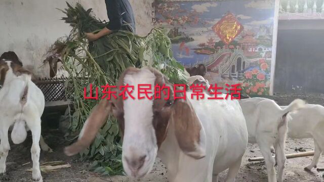 我在农村的生活