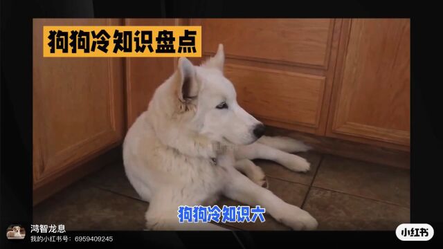 狗狗冷知识六