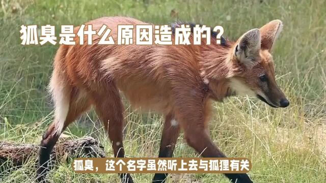 狐臭是什么原因造成的?