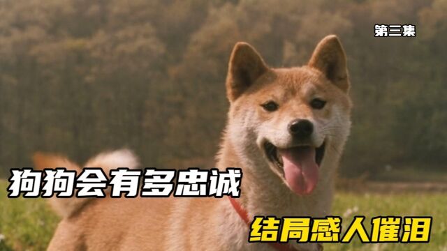 爱犬的奇迹:狗狗舍命救主与妹妹走散,命运让她们再次相遇