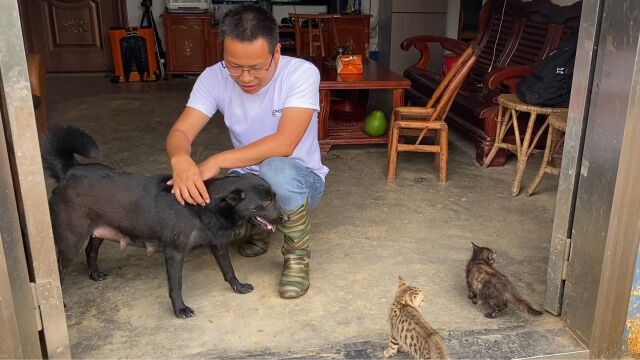 都说猫和狗是天敌,没想到把中华田园犬和花斑猫放一起,结果出乎意料