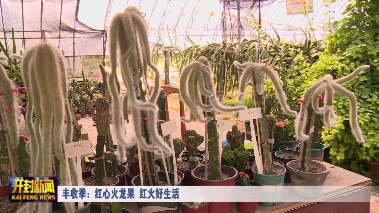 丰收季:示范区 红心火龙果 红火好生活