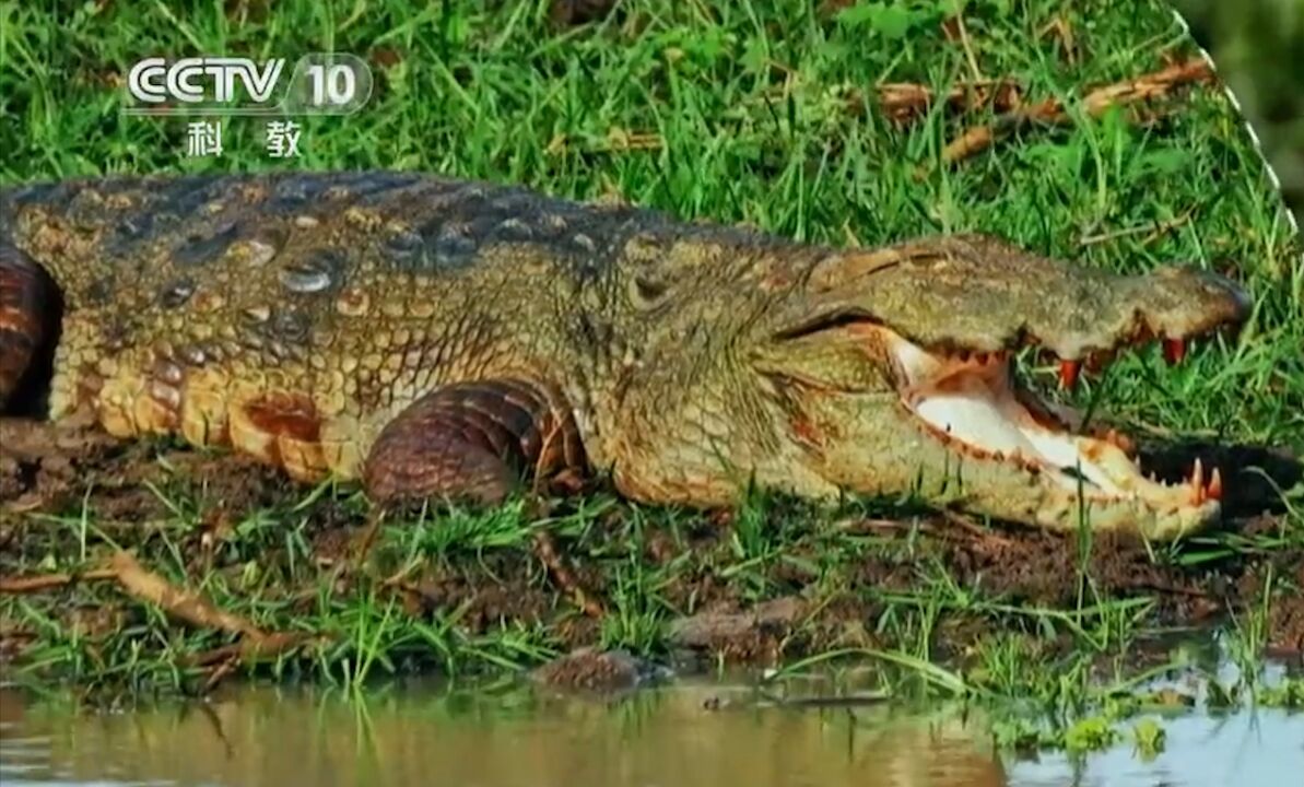 鳄鱼是史前动物,这种古老的巨兽历史悠久,极具吸引力