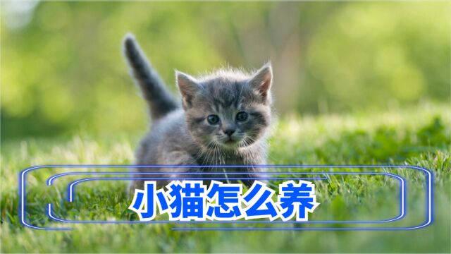 小猫怎么养?新手养猫快来看