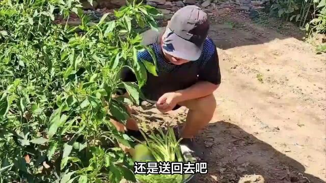 长豆角“支援山东”,网友:运回去!山东:第一蔬菜大省多牛