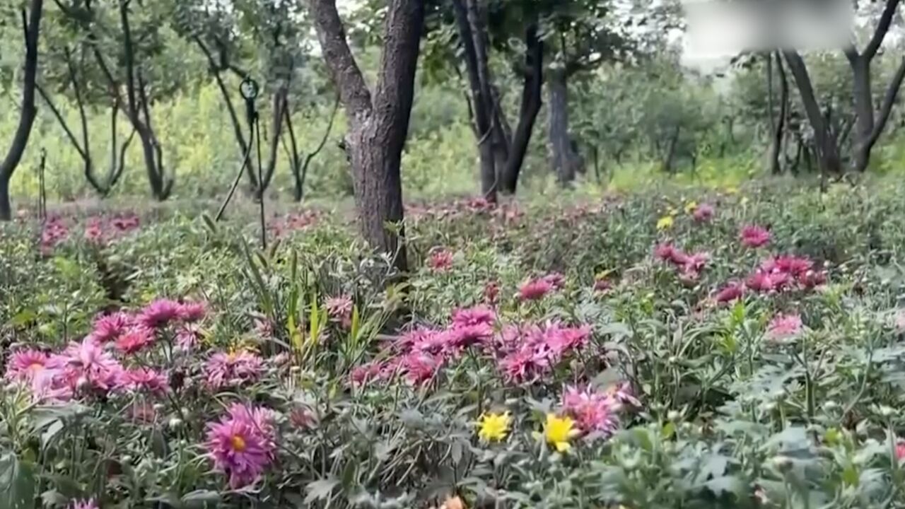 北京门头沟 :积极恢复山区“林花”经济