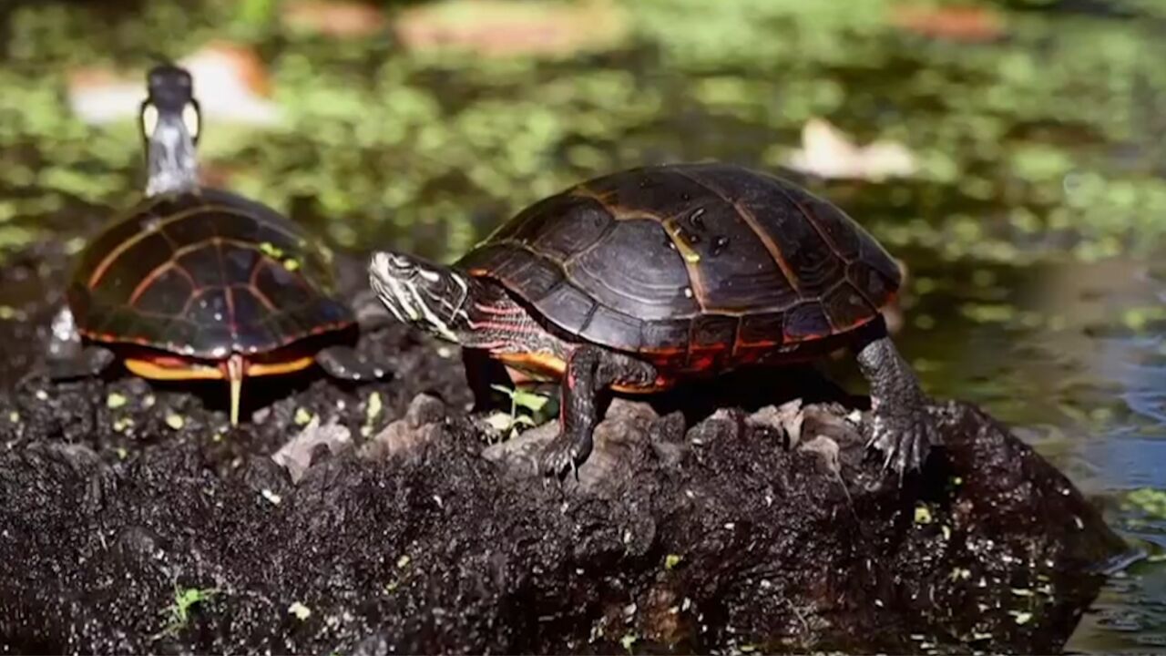 龟鳖目动物被笼统地叫做乌龟,它们的壳其实是改良的胸腔