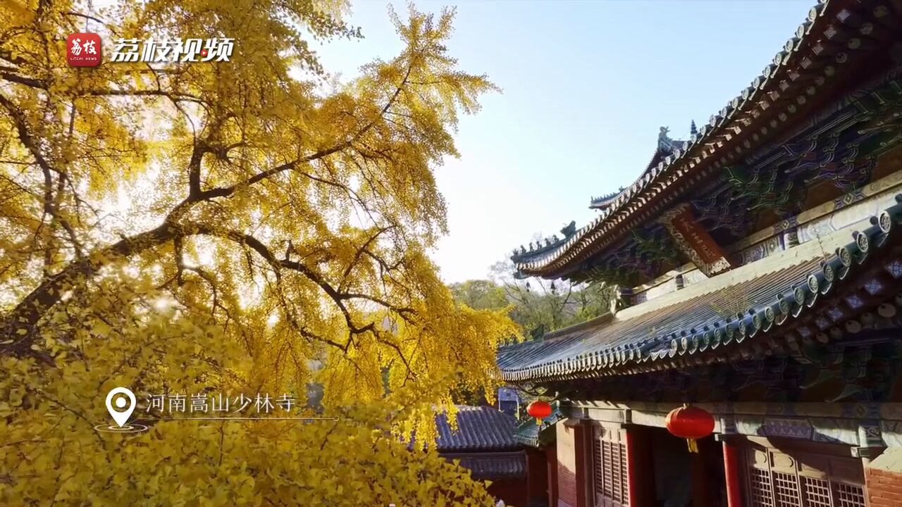 又是一年黄叶飘!少林寺千年银杏金叶满地禅意愈浓