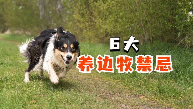 养边牧有这6大禁忌,别再犯了!