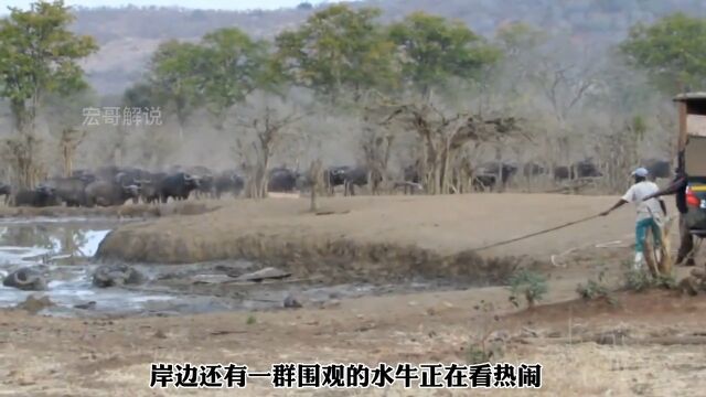 水牛凶猛的撞向汽车,原来是救援人员帮助它脱困泥潭,居然牛魔王不知道感恩#动物世界#神奇动物在#野生动物世界#水牛#动物救助