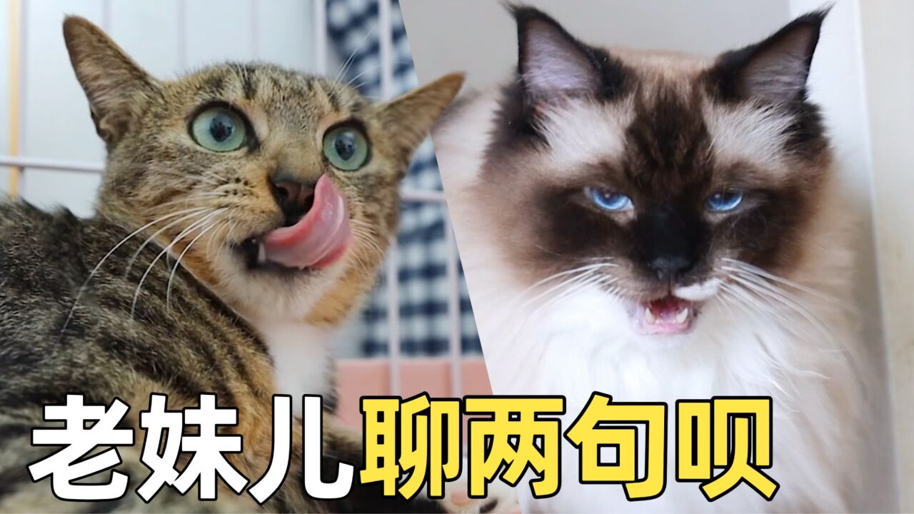 挖煤猫看上了新来浪猫萝莉,茶饭不思只想恋爱