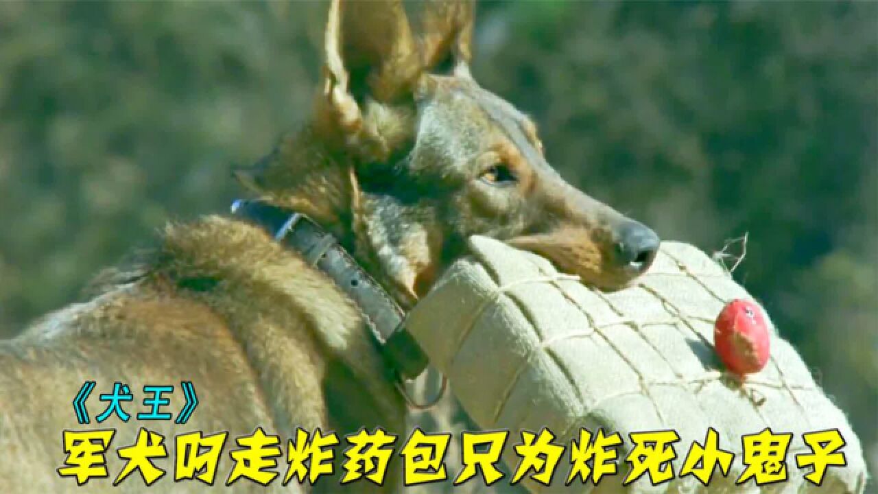 《犬王》野狗逆袭成犬王,帮八路3次阻拦物资