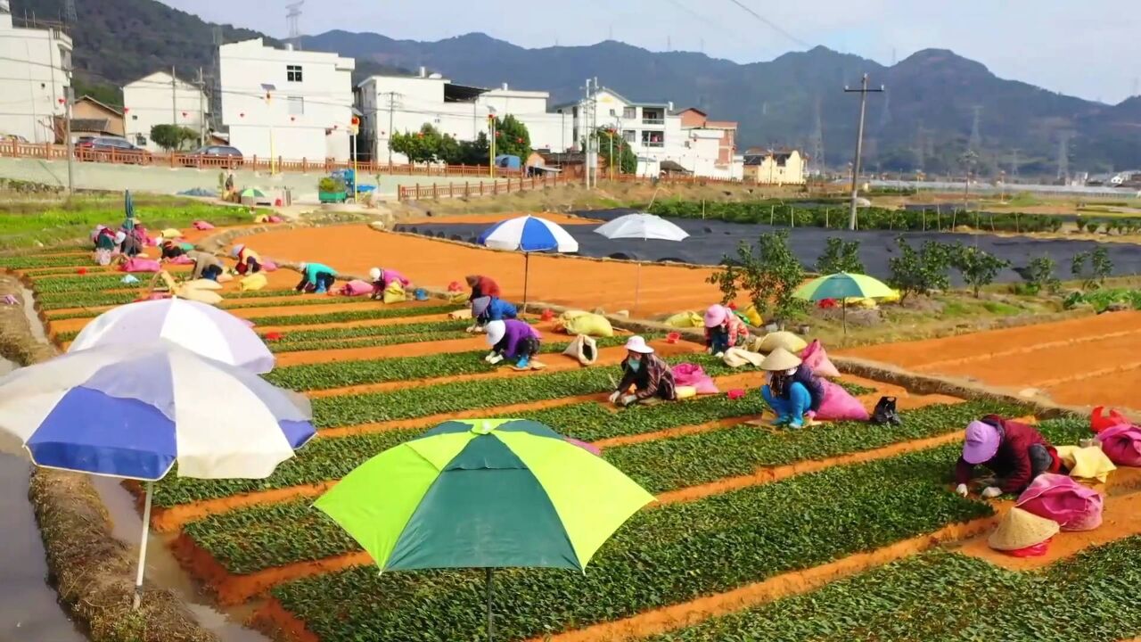 福建福安:茶苗飘香 助力振兴