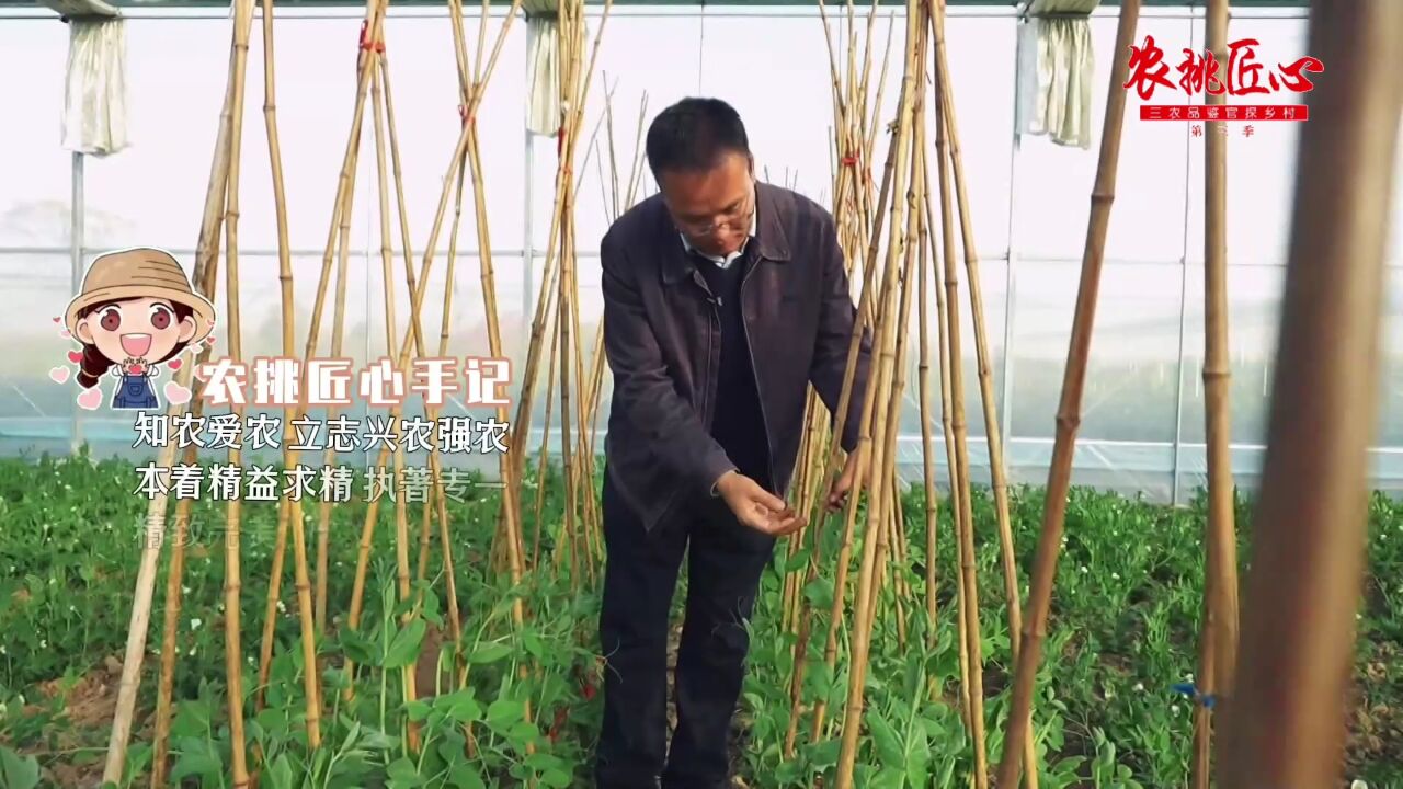 农挑匠心|勇做领跑人的职业农民