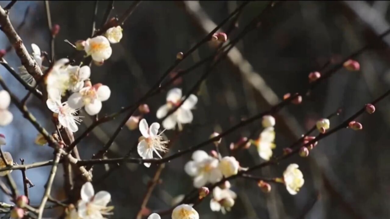 江西赣州:梅花初绽放,游客寻香来