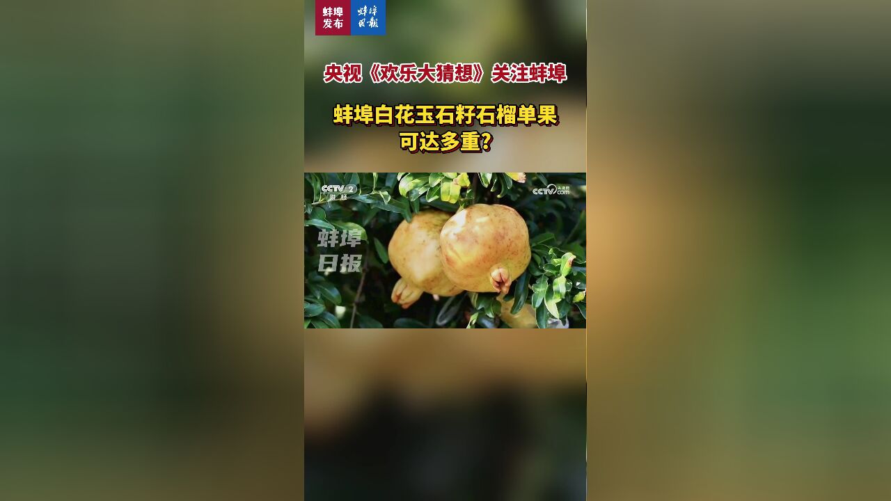 央视《欢乐大猜想》关注蚌埠,蚌埠白花玉石籽石榴单果可达多重?