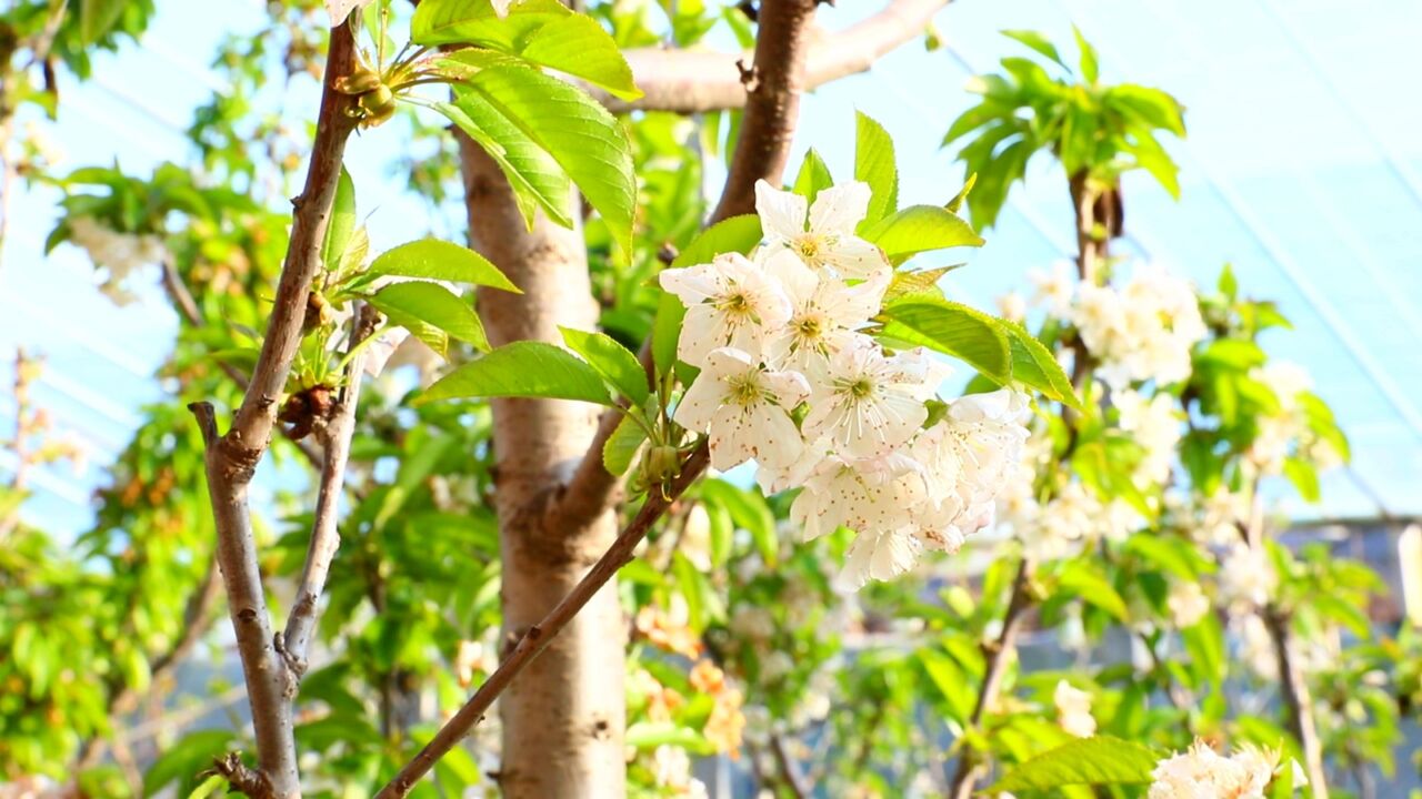 千城胜景|河北南宫:桃花盛开迎春来