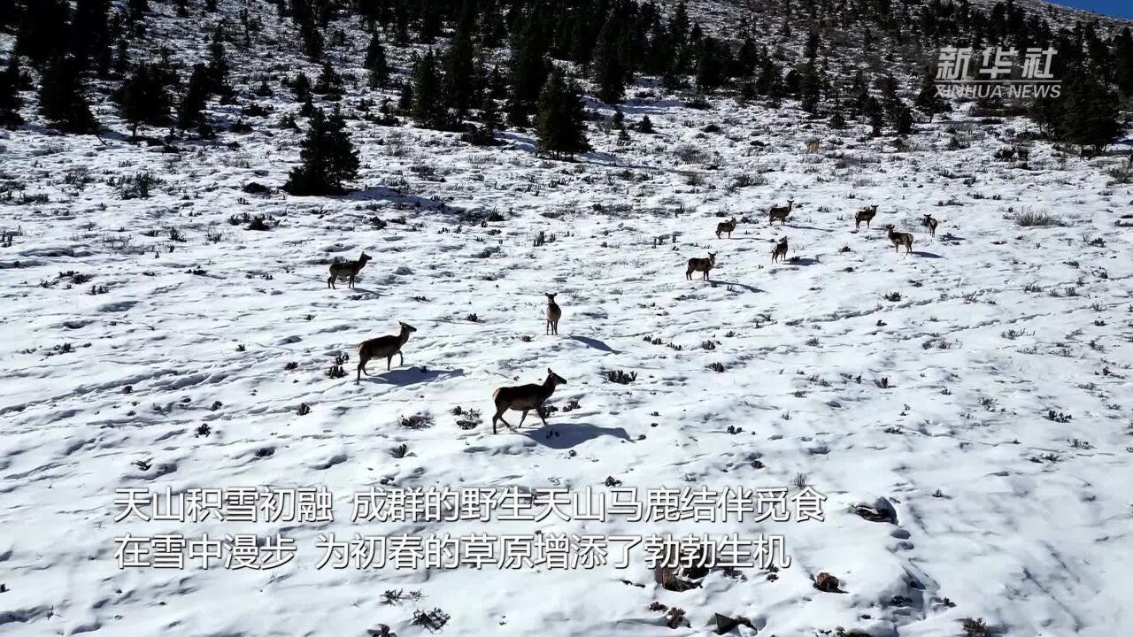 成群天山马鹿现身新疆巴音布鲁克草原