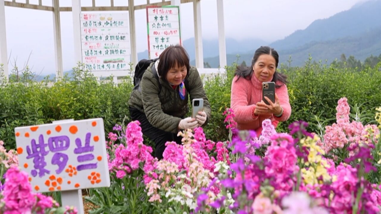 花海绽放!快来打卡鹤山“限定版”春日美景