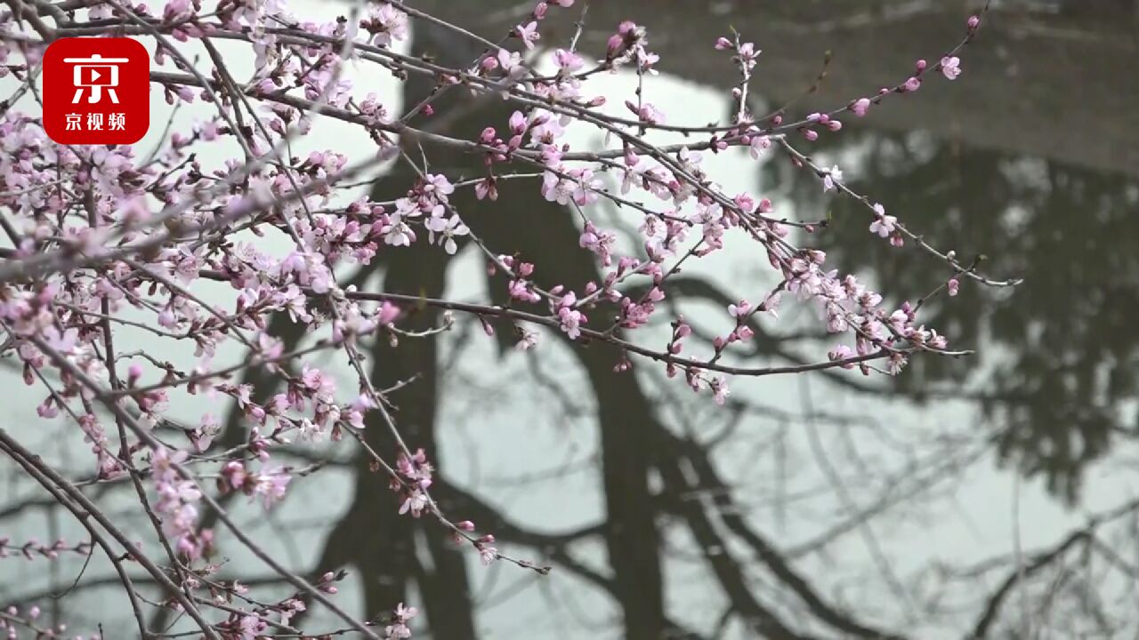 美不胜收!春季奥森北园桃花谷进入绝佳观赏期