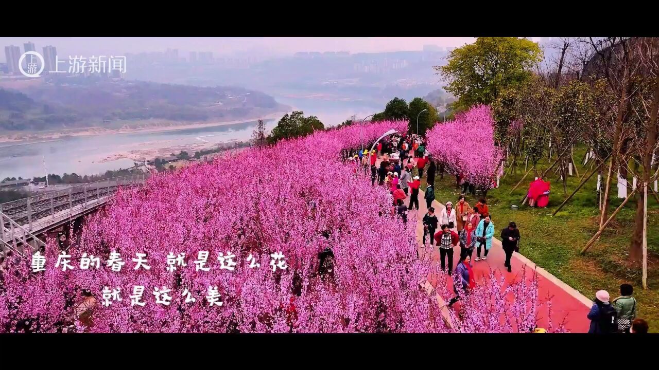 重庆盛开——这么花,这么美