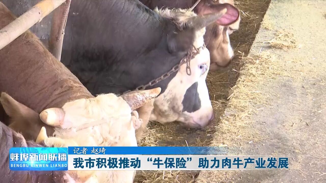 我市积极推动“牛保险”助力肉牛产业发展