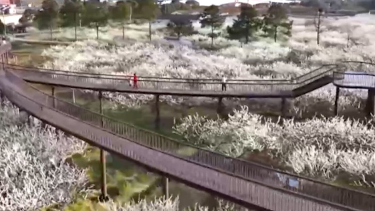 阳春三月,赏花好时节,“美丽经济”促振兴