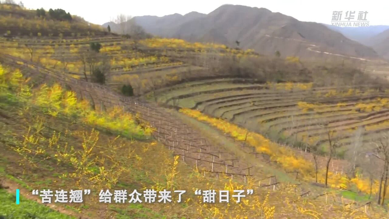 秦岭深处:连翘花开“致富路”