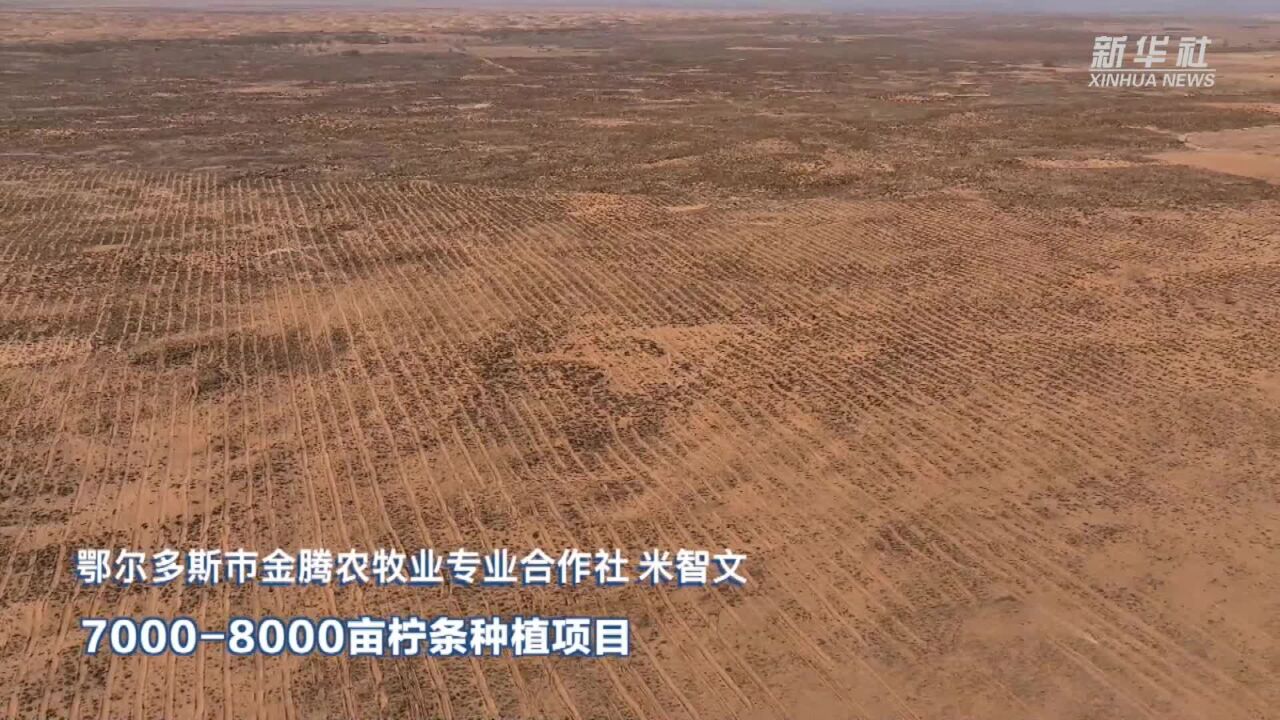 智能化栽种柠条苗 3人一天能种100—120亩