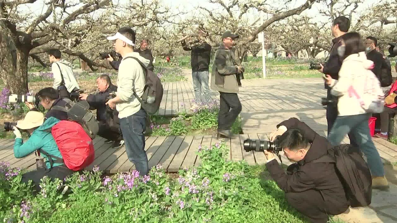 杭州西湖、砀山两地摄影家开展梨园采风摄影交流活动