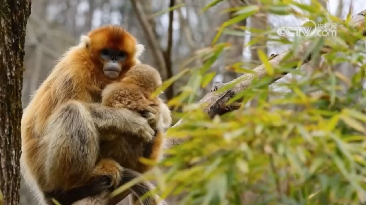 呆萌可爱!摄影爱好者拍到秦岭金丝猴下山活动画面