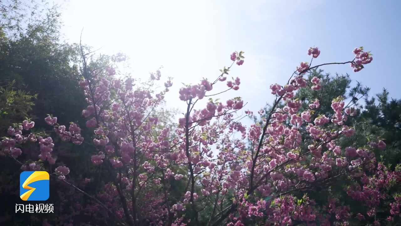 春日泰山彩石溪 潺潺溪水奏响“春之乐章”