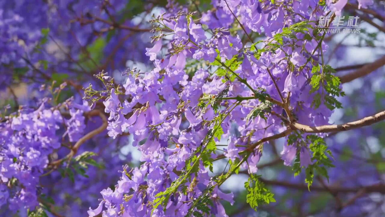 蓝花楹之梦 幻彩春日情