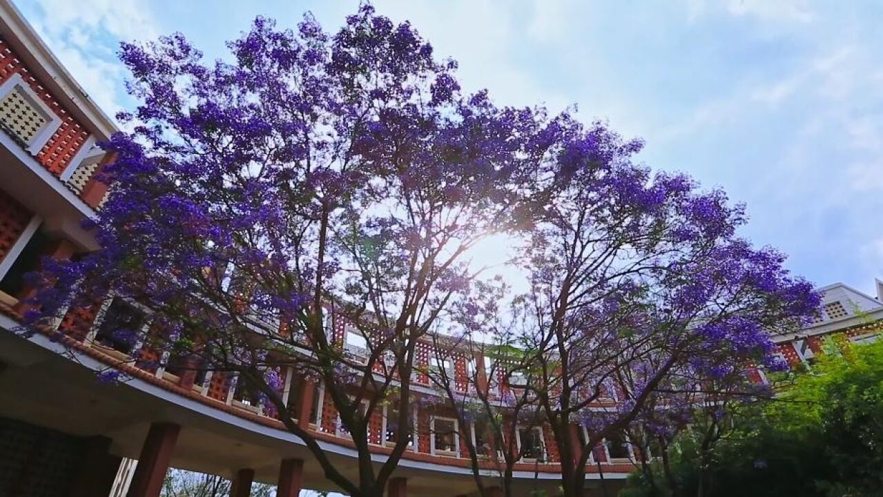 四季旅行|沉浸式体验云南民族大学紫色浪漫