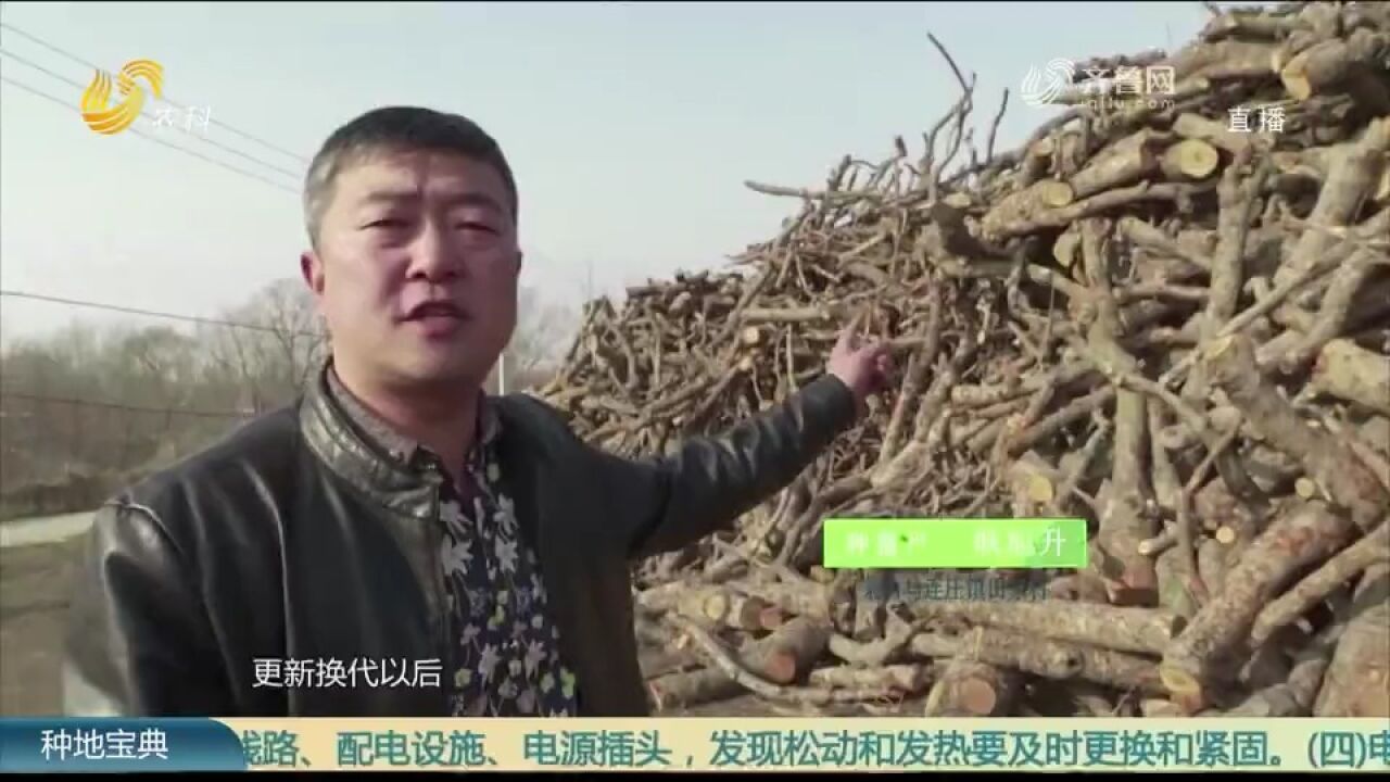 莱西有个种植户,把别人淘汰的果木都收购来,变“木”为宝养平菇