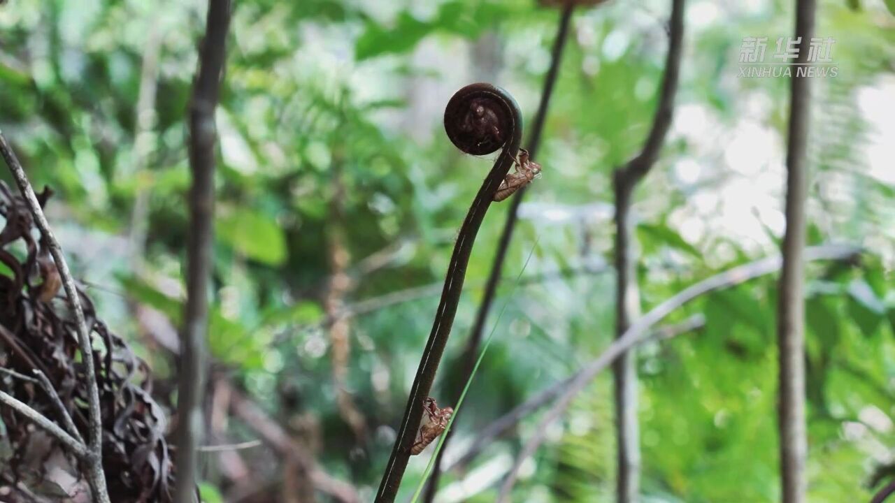 少见!国家重点保护野生植物金毛狗蕨上附着蝉蜕