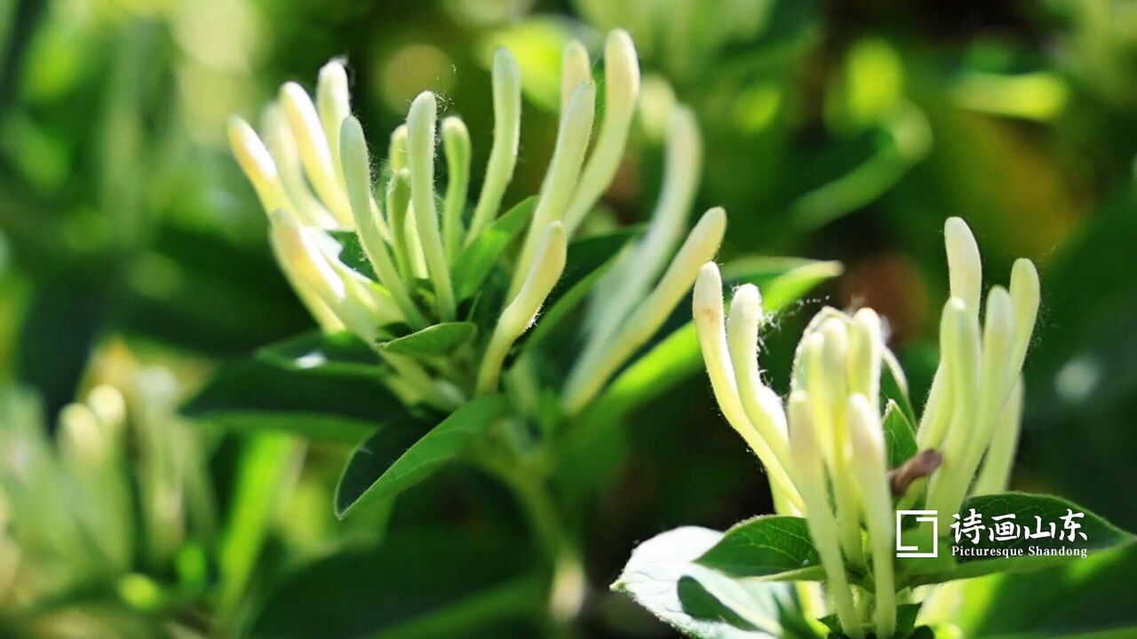 诗画山东丨花开正浓 枣庄山亭2000亩金银花喜获丰收