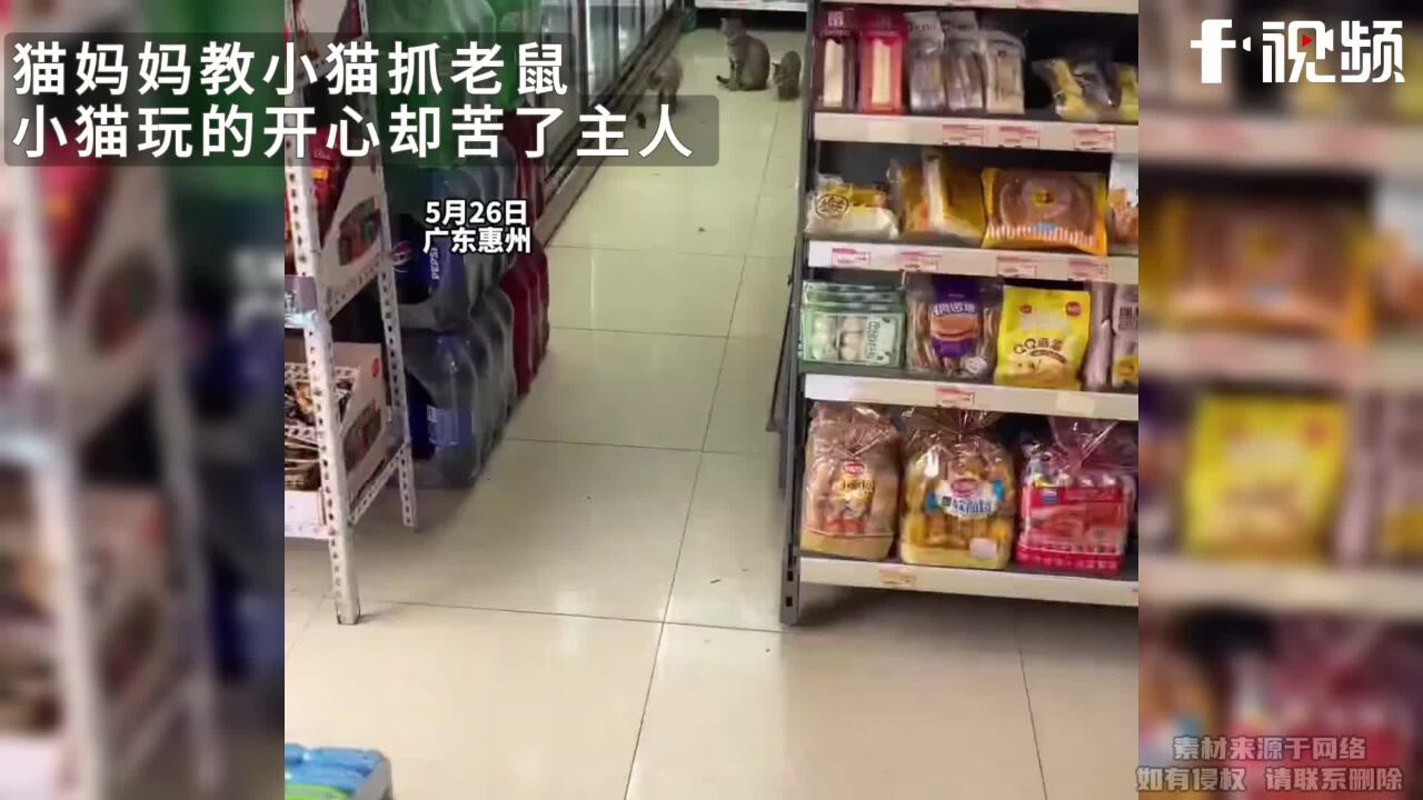 猫妈妈教小猫抓老鼠,小猫玩开心苦了主人:真没必要抓进店里来的